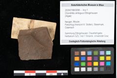 Foto (Objekt + Etikett) von Chondrites ambiguus Ettingshausen (NHMW-GEO-2024-0188-0098)